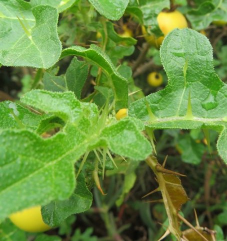 Solanum linnaeanum leaf midrib spines
